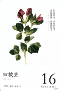 有趣的豆豆千千万万 有趣的豆子
