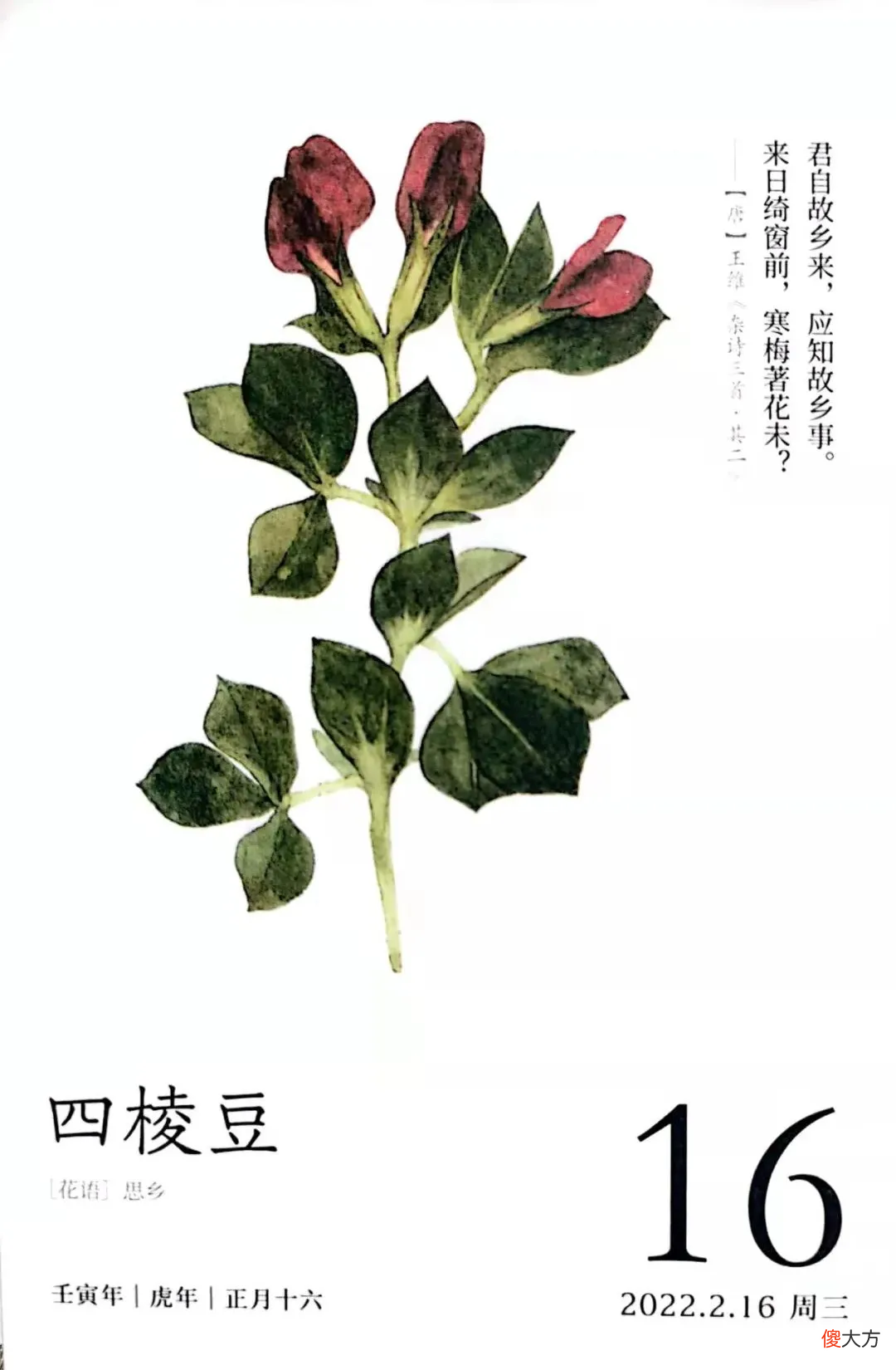 有趣的豆豆千千万万 有趣的豆子