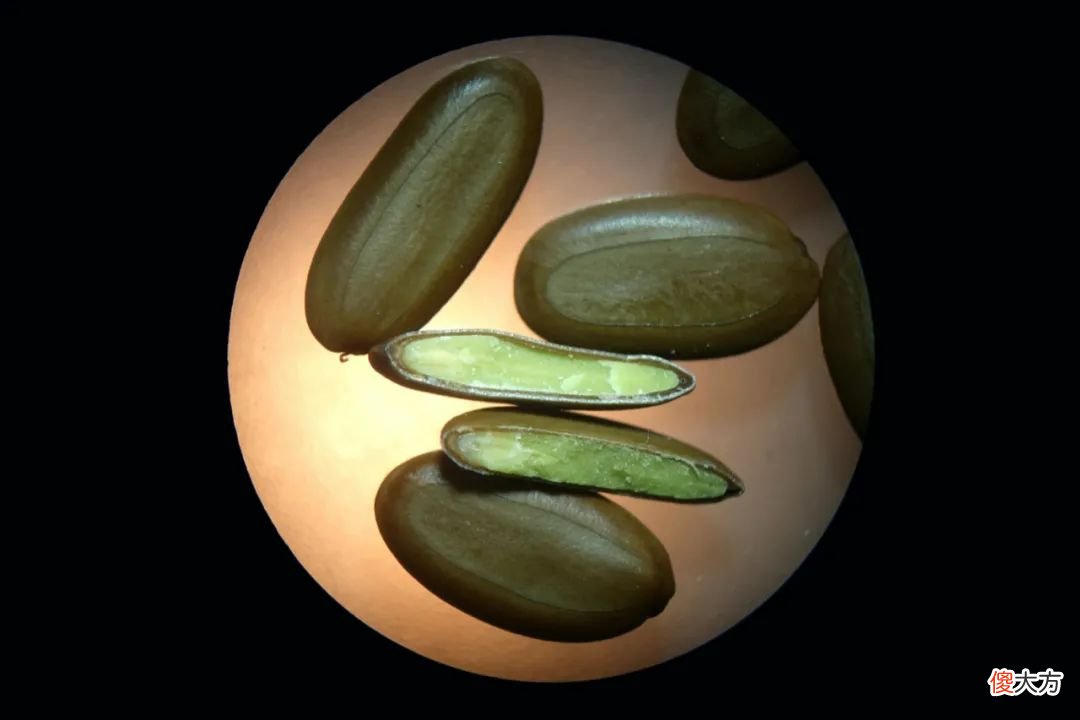一起来认识一下十几种豆豆 豆豆分几种