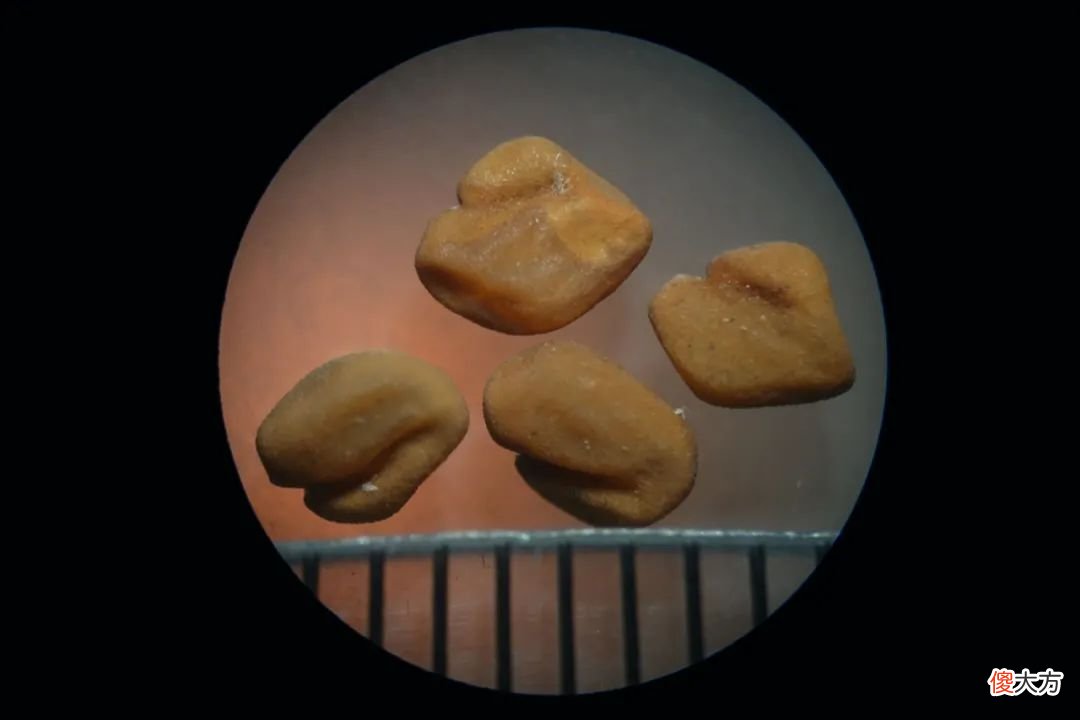 一起来认识一下十几种豆豆 豆豆分几种