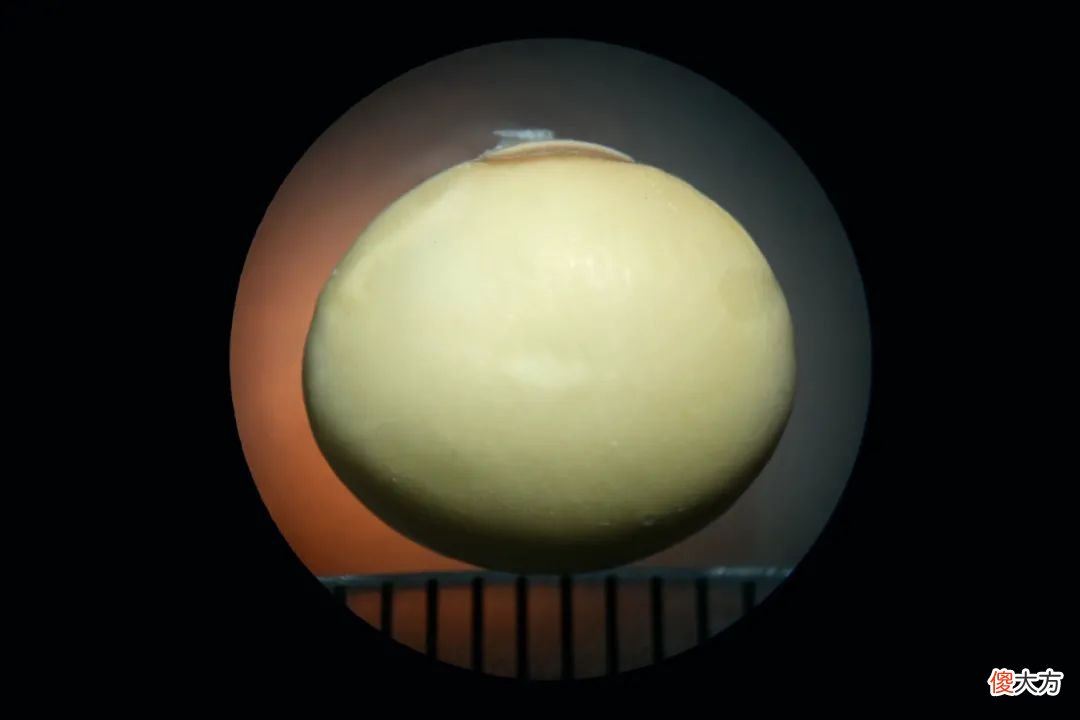 一起来认识一下十几种豆豆 豆豆分几种