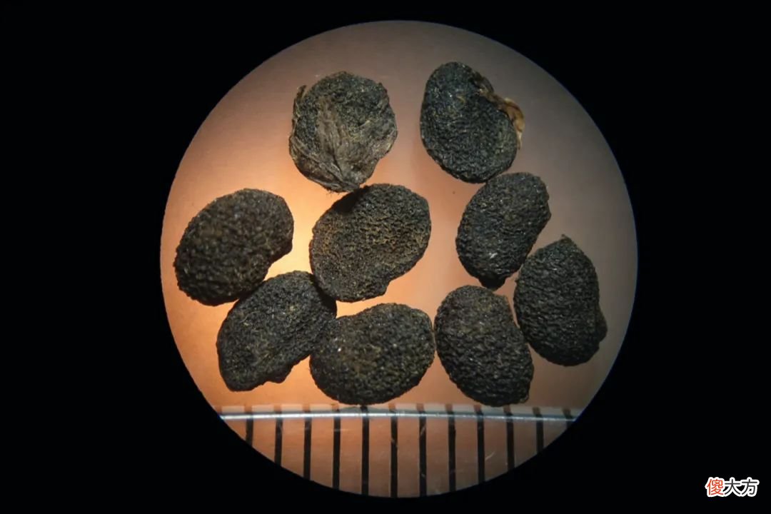 一起来认识一下十几种豆豆 豆豆分几种