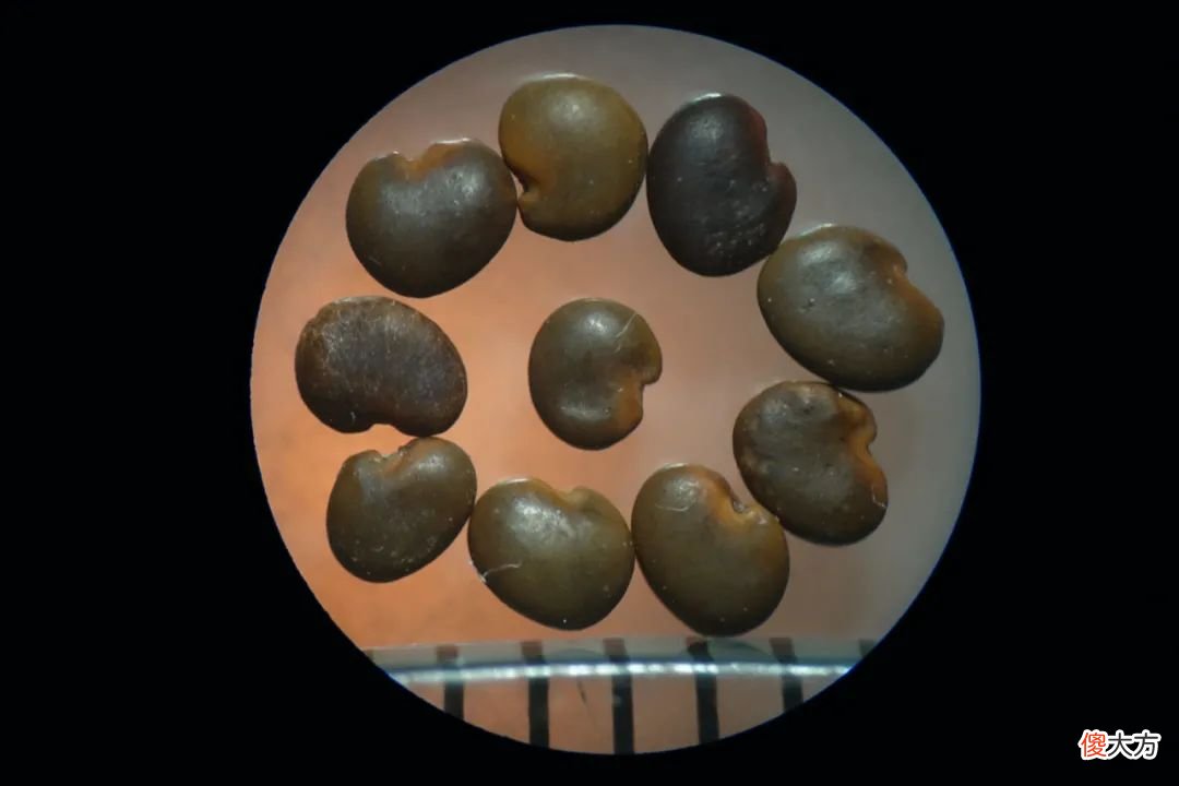 一起来认识一下十几种豆豆 豆豆分几种