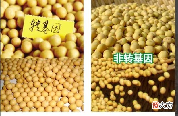我们需要了解的大豆的知识 关于大豆的知识