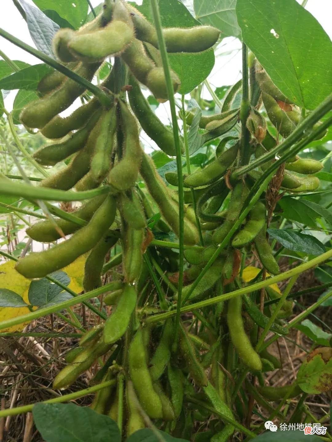 我们需要了解的大豆的知识 关于大豆的知识