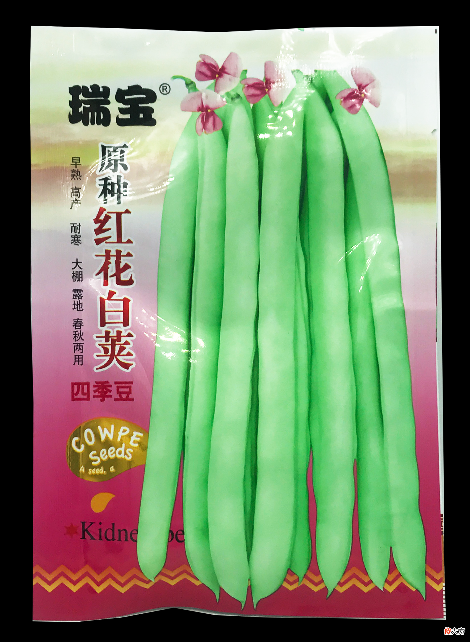 四季豆好品种 四季豆品种哪个好