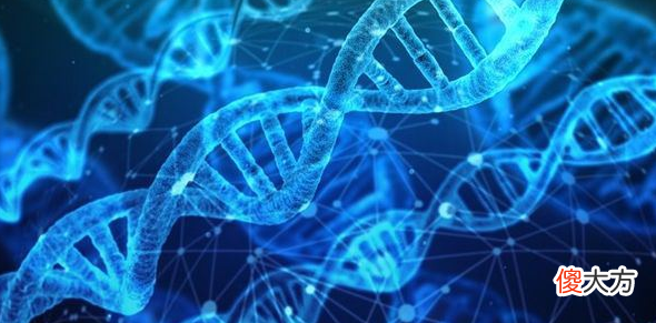 同时拥有DNA和RNA 人体内同时有DNA和RNA吗