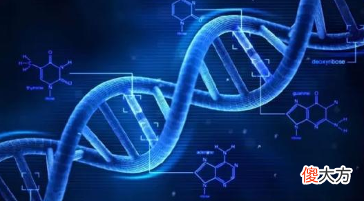 同时拥有DNA和RNA 人体内同时有DNA和RNA吗