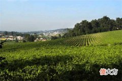 怎么闻葡萄酒的香气 葡萄酒喝起来什么味道