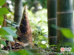 井冈山上的烟笋炒肉 井冈山烟笋烧肉