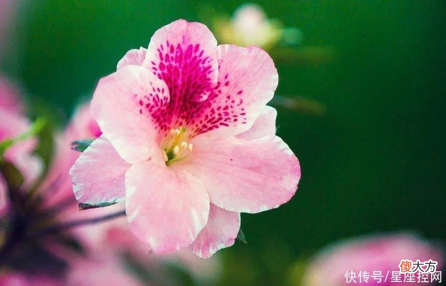 【星座控】生肖鸡几岁结婚比较合适？遇见幸福，得到真爱，有福有钱