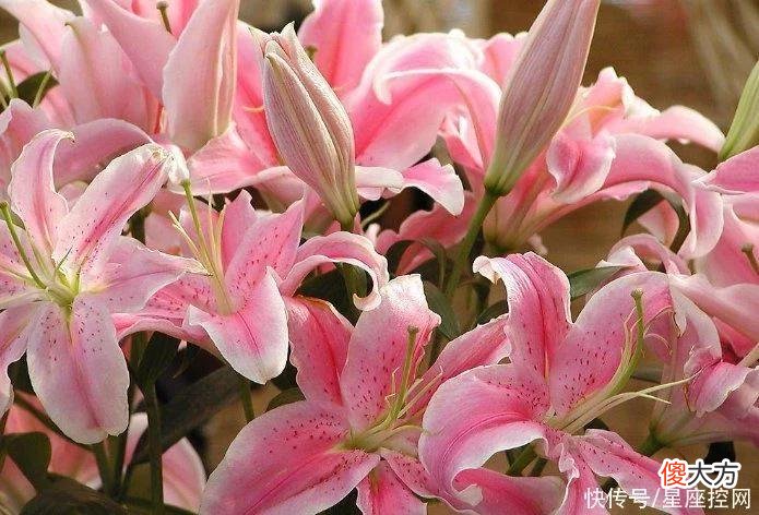 【星座控】生肖鸡几岁结婚比较合适？遇见幸福，得到真爱，有福有钱