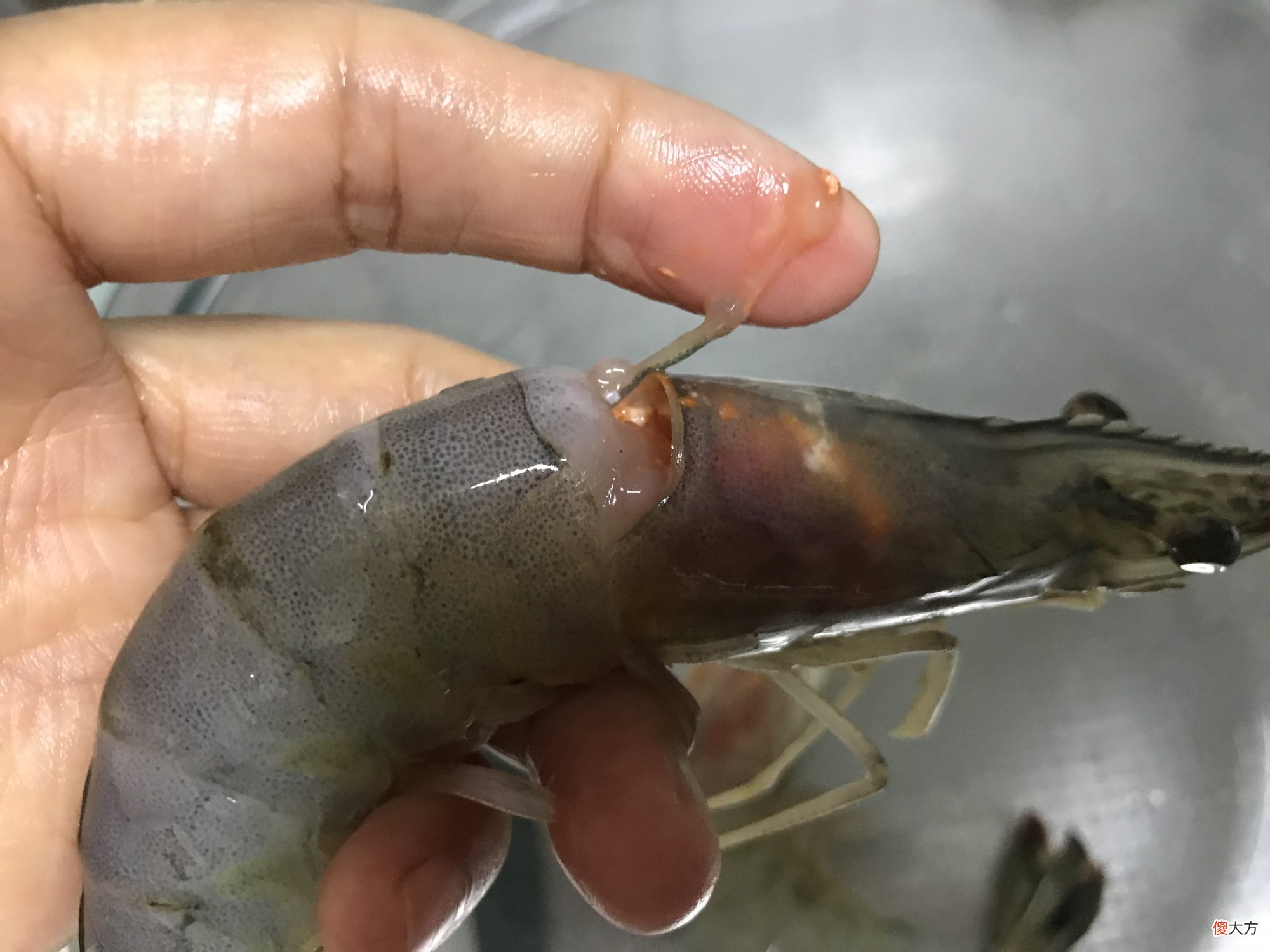 蛋白质含量是牛奶10倍 牛奶中的蛋白质含量