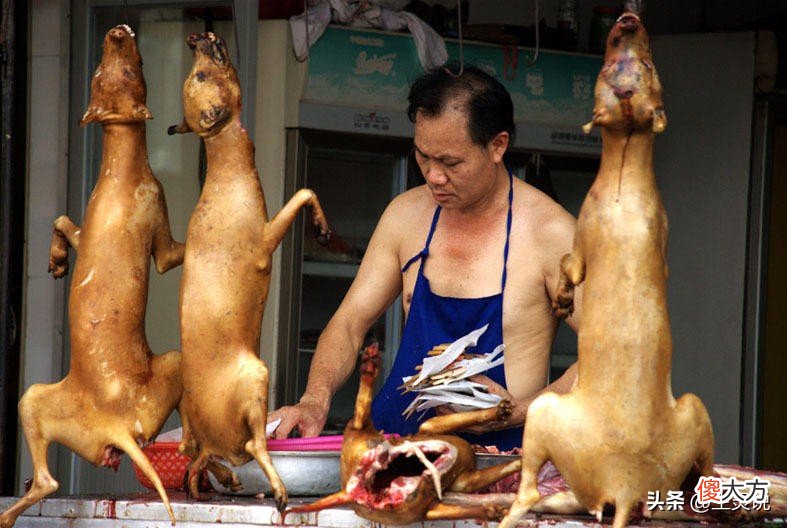为何国人很少吃猫肉 为啥中国人不吃猫肉