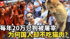 为何国人很少吃猫肉 为啥中国人不吃猫肉