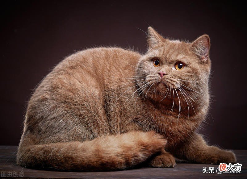 为何国人很少吃猫肉 为啥中国人不吃猫肉