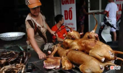 中国人吃肉唯独不吃猫肉 中国人为什么不吃猫肉百科