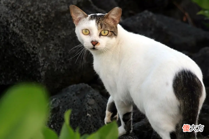 中国人吃肉唯独不吃猫肉 中国人为什么不吃猫肉百科