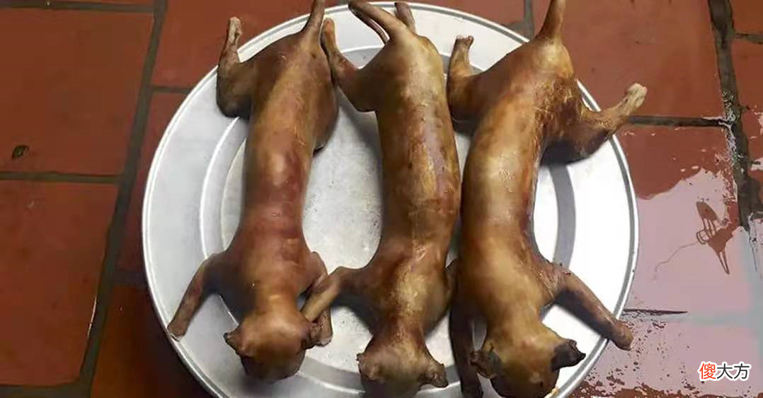 中国人吃肉唯独不吃猫肉 中国人为什么不吃猫肉百科
