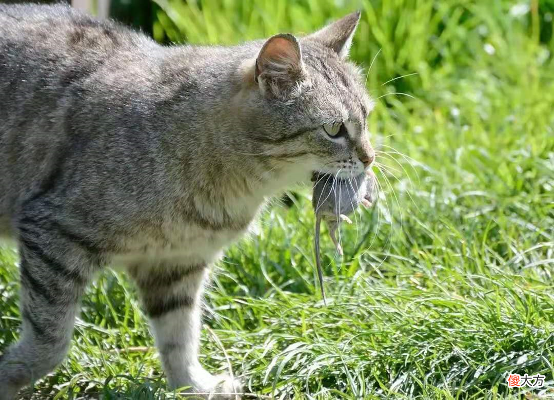 中国人吃肉唯独不吃猫肉 中国人为什么不吃猫肉百科