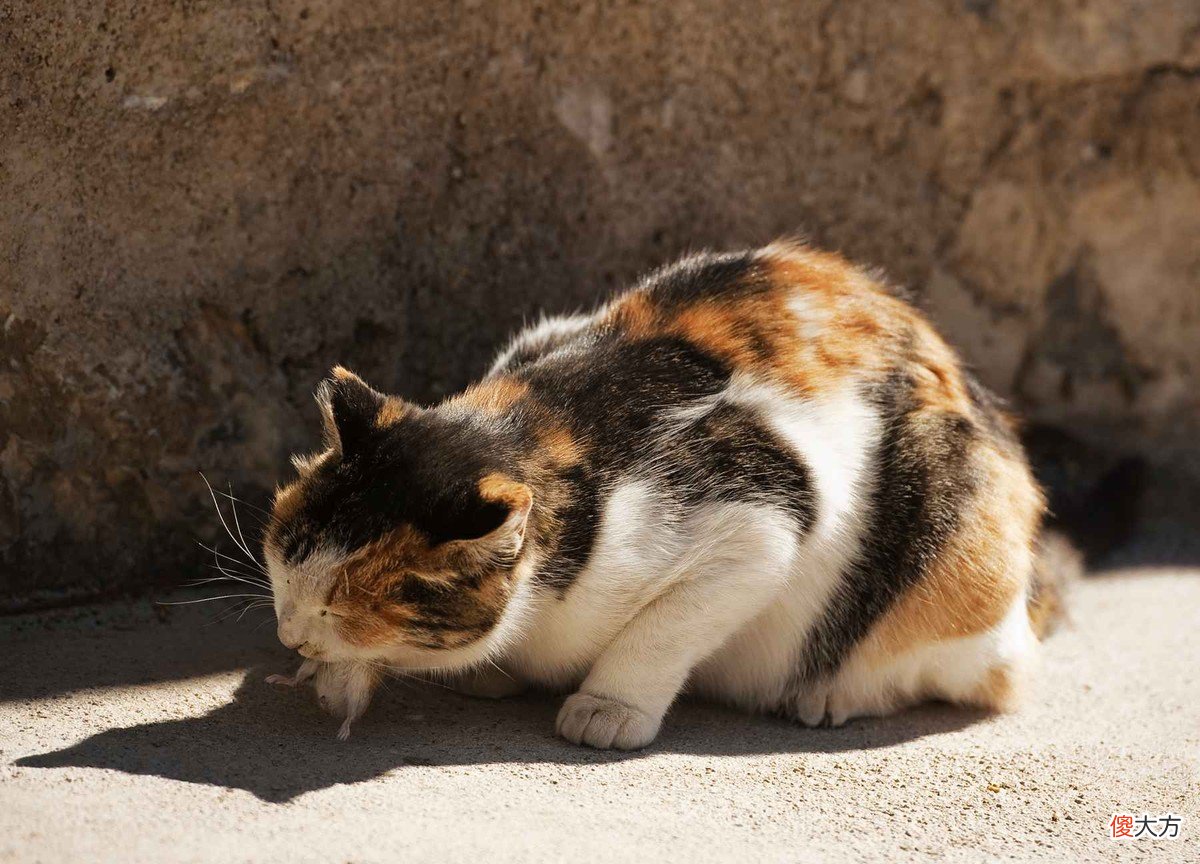 中国人吃肉唯独不吃猫肉 中国人为什么不吃猫肉百科