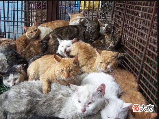 却为何不吃猫肉 人为什么不吃猫肉