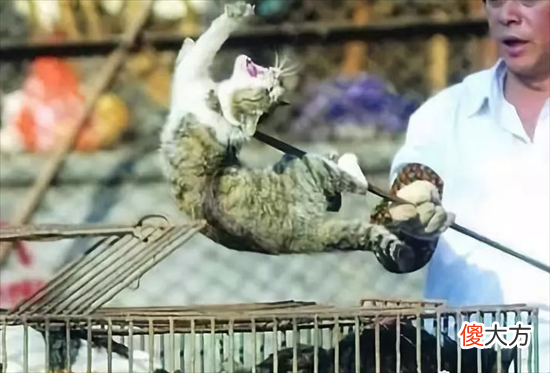 却为何不吃猫肉 人为什么不吃猫肉