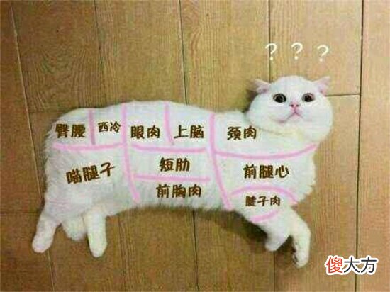 却为何不吃猫肉 人为什么不吃猫肉