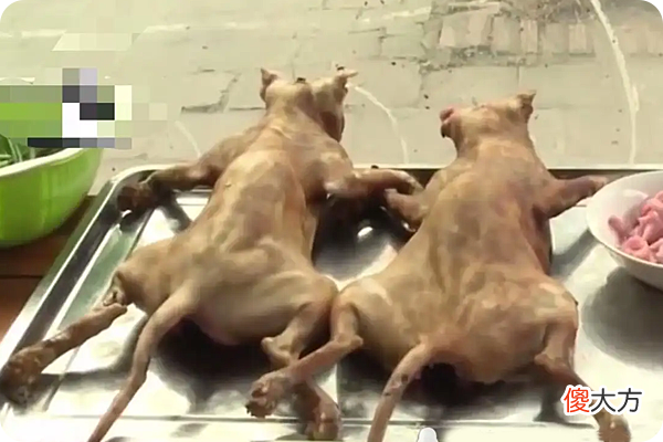 如果让你吃猫肉 直接喂猫吃肉