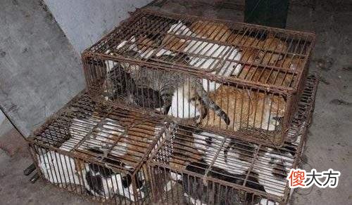 猫肉为何不被当做食物来吃 猫的肉为什么不能吃?