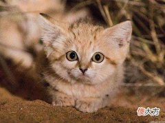 猫肉为何不被当做食物来吃 猫的肉为什么不能吃?