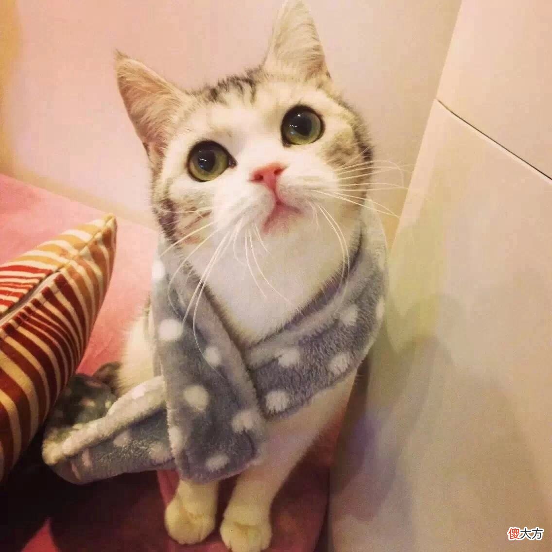 猫肉为何不被当做食物来吃 猫的肉为什么不能吃?