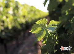 红酒代理现在怎么做才好 品牌红酒代理教你如何做