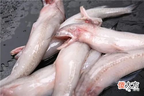 长得凶有什么用？还不是香软似豆腐