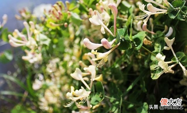 开花了泡茶喝 泡出来开花的茶