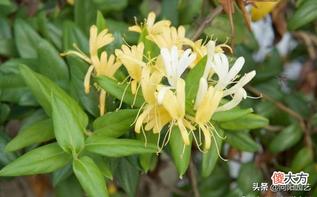 开花了泡茶喝 泡出来开花的茶