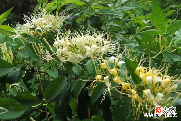 开花了泡茶喝 泡出来开花的茶