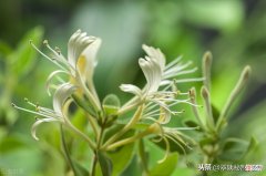唯一添加了枸杞的金银花露，给每个人爱的关怀
