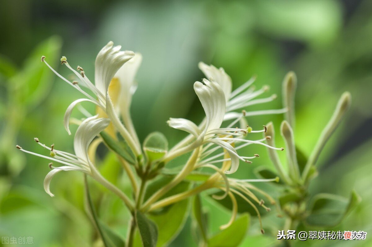唯一添加了枸杞的金银花露，给每个人爱的关怀