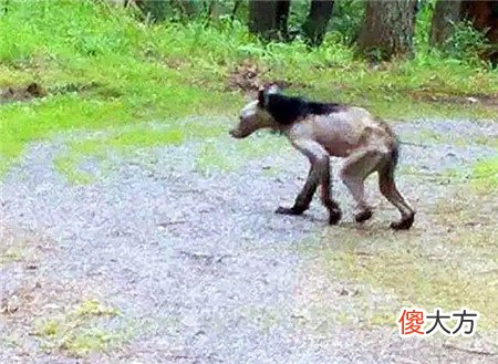 神农架发现凶残不明生物,驴头狼身,专家:是史前猛兽!