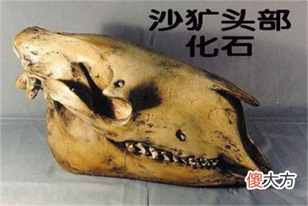 神农架发现凶残不明生物,驴头狼身,专家:是史前猛兽!