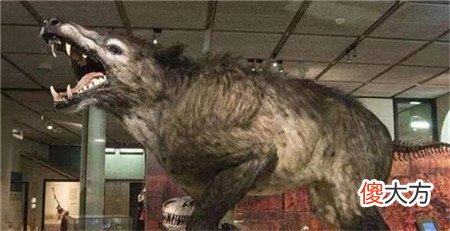 神农架发现凶残不明生物,驴头狼身,专家:是史前猛兽!