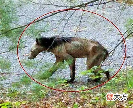 神农架发现凶残不明生物,驴头狼身,专家:是史前猛兽!