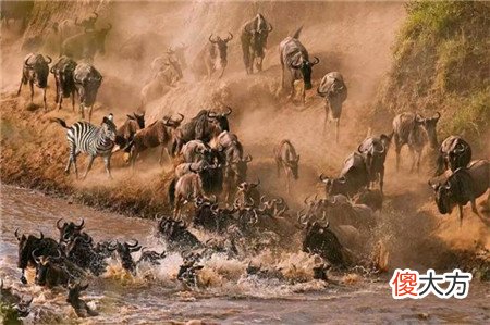 神农架发现凶残不明生物,驴头狼身,专家:是史前猛兽!