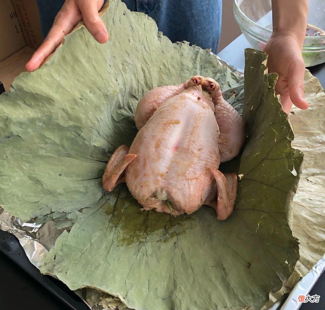 荷花全身都是宝 荷花全身都是宝有哪些