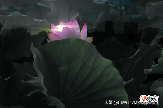 拍了荷花没味道 荷花烟没味道
