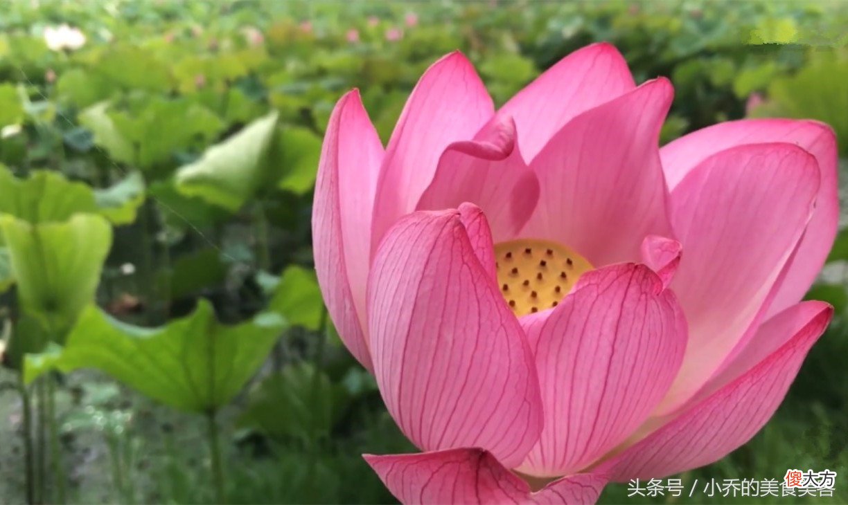 山东小吃济南炸荷花，7、8月份正是吃荷花的好时候，想吃的赶紧学