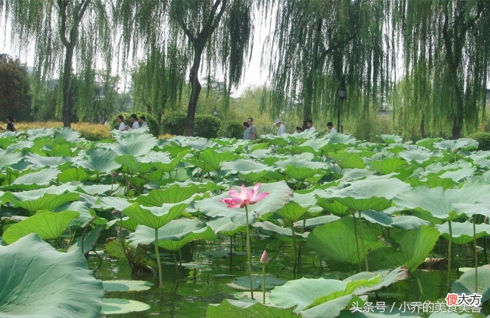 山东小吃济南炸荷花，7、8月份正是吃荷花的好时候，想吃的赶紧学