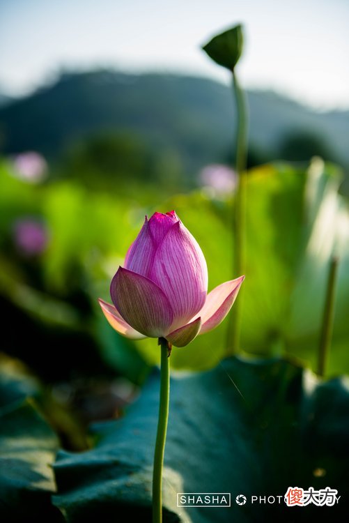 满满夏天的味道 满满初夏的味道