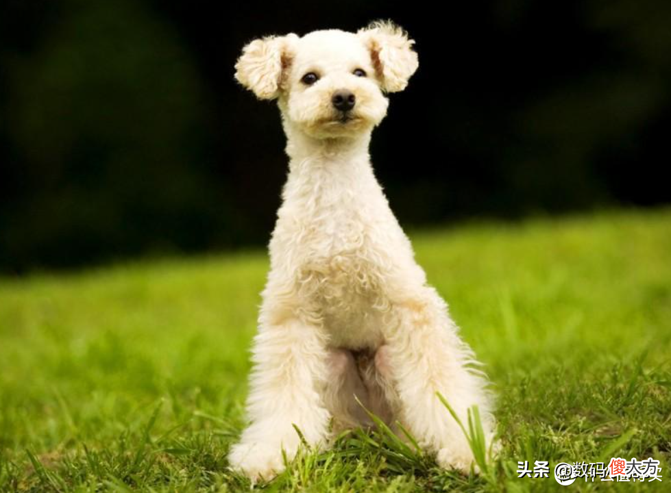 盘点中国十大最受欢迎的猫狗CP 中国最受欢迎的宠物猫